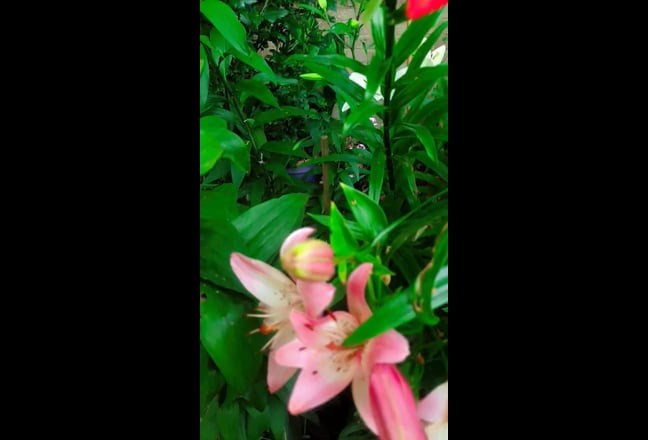 Video 1: