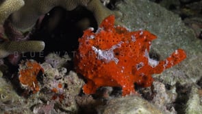 1011_Red Warty Frogfish on coral reef at night