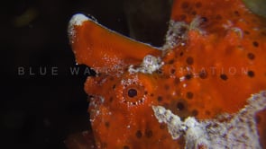 1012_Red Frogfish close up at night