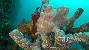 1013_White Giant Frogfish on sitting on sponge