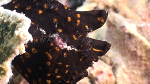 1015_Black and orange Warty Frogfish close up