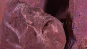 1016_Pink Frogfish close up at night