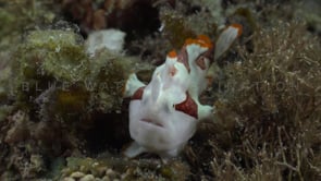 1019_Clown Frogfish between seagrass