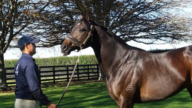 2025 National Weanling Sale | Profondo