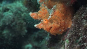 1045_Spotted orange Frogfish close up on coral reef