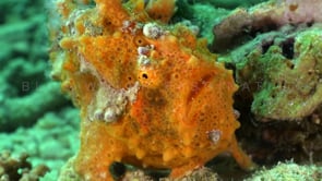 1048_Spotted orange Frogfish front view close up