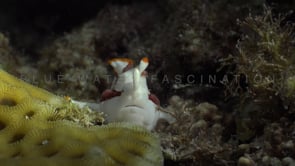 1050_Clown Frogfish swimming towards camera