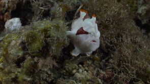 1051_Clown Frogfish sitting on seagrass