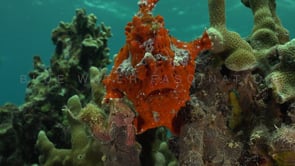 1053_Red Warty Frogfish on coral reef