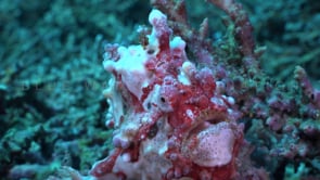 1028_Red and white Wart Frogfish super close up