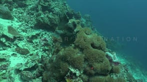 1036_Giant green Frogfish swimming over coral reef