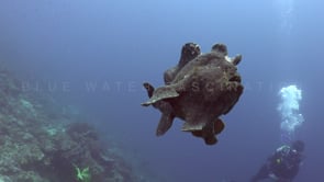 1037_Swimming Giant Frogfish and Scuba diver