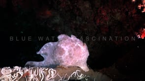 1040_Giant White Frogfish sitting on sponge at night