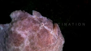 1041_Giant white Frogfish close up at night
