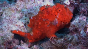 1042_Red warty frogfish on coral rocks