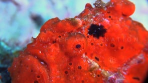 1044_red warty frogfish super close up