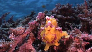 1025_Yellow Warty Frogfish on top of coral reef