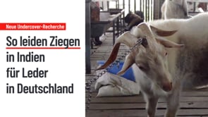 Neue Undercover-Recherche: So leiden Ziegen in Indien für Leder in Deutschland