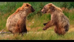 Bears