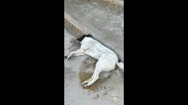 Ορχομενός Βοιωτίας: Σκυλιά δολοφονημένα με φόλες 22-6-2025