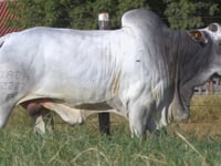 Lote 23