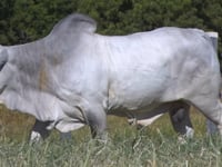 Lote 26