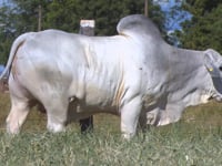 Lote 32