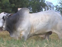 Lote 34