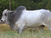 Lote 37