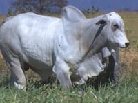 Lote 38