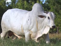 Lote 40