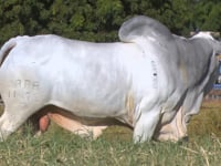 Lote 43