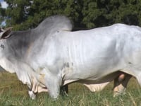 Lote 44