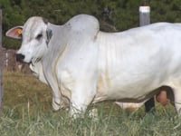 Lote 48