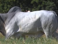 Lote 47