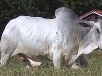 Lote 49
