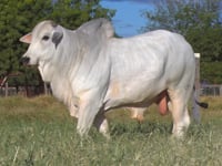 Lote 57