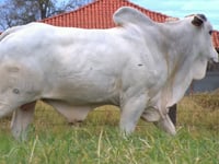 Lote 60