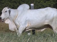 Lote 62