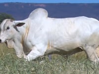 Lote 72