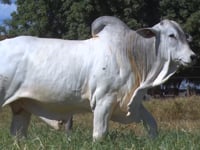 Lote 73