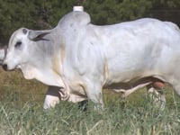 Lote 74