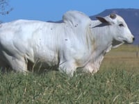 Lote 79