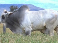 Lote 98