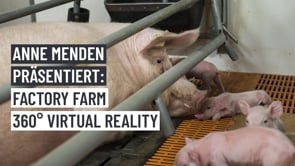 iAnimal mit Anne Menden: Factory Farm – 360° Virtual Reality