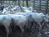 Lote 09H