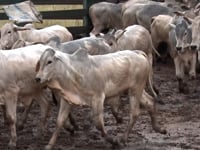 Lote 19