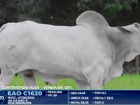 Lote 203