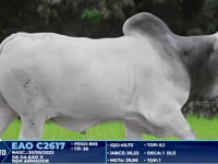 Lote 204