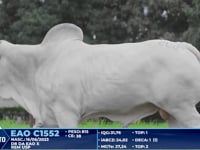 Lote 208